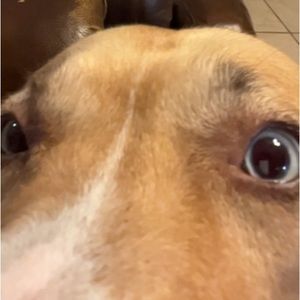 Meet your Posher, Bell